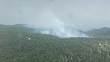 Aydın’da orman yangını: 5 hektar zarar gördü
